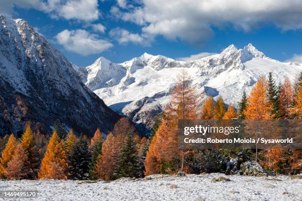larch trees framed by snowcapped mountains at fall - larch tree fotografías e imágenes de stock