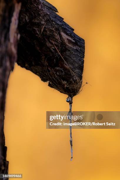 resin droplets on larch (larix) trunk, martell valley, merano, vinschgau, south tyrol, italy - martell valley italy stock pictures, royalty-free photos & images