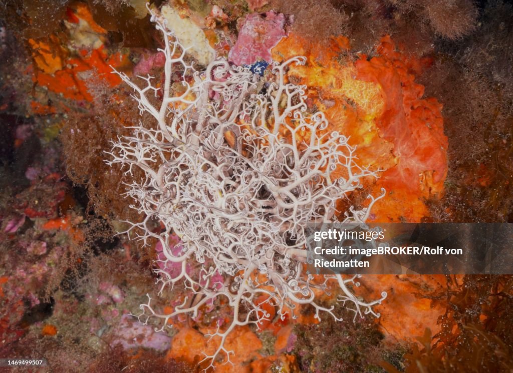 Mediterranean basket star (Astrospartus mediterraneus) in the Mediterranean Sea near Hyeres. Dive site Giens Peninsula, Cote dAzur, France