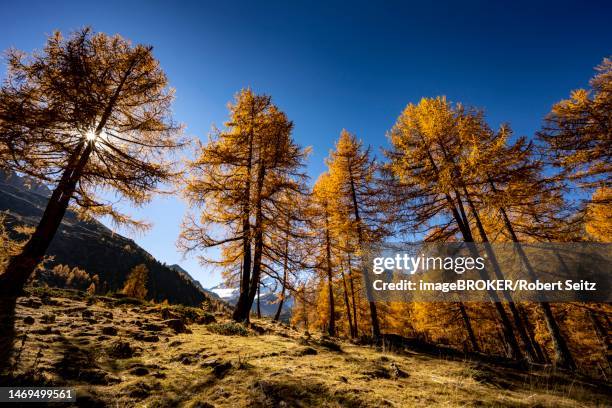 autumn larches (larix) on mountain meadow, martell valley, merano, vinschgau, south tyrol, italy - martell valley italy stock pictures, royalty-free photos & images