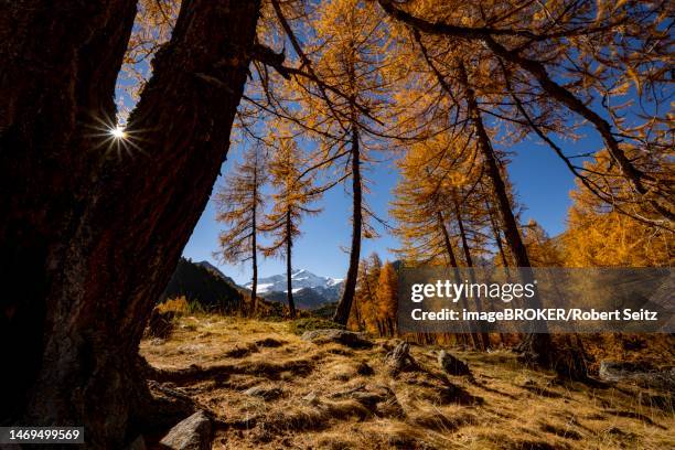 autumn larches (larix) on mountain meadow, martell valley, merano, vinschgau, south tyrol, italy - martell valley italy - fotografias e filmes do acervo