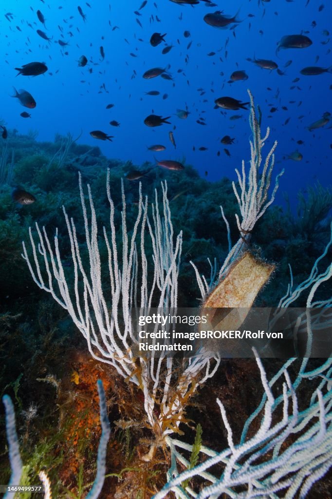 White gorgonian (Eunicella singularis) with egg capsule of spotted catshark (Scyliorhinus stellaris) and schooling group of monkfish (Chromis chromis) in the Mediterranean Sea near Hyeres. Dive site Giens Peninsula, Cote dAzur, France