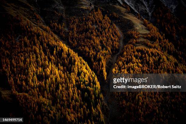 autumn larch (larix) forest in mountain landscape, martell valley, merano, vinschgau, south tyrol, italy - martell valley italy - fotografias e filmes do acervo