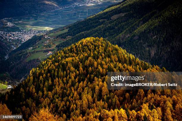 autumn larch (larix) forest in the background orchards of vinschgau, martell valley, merano, vinschgau, south tyrol, italy - martell valley italy - fotografias e filmes do acervo