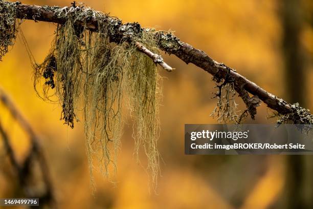 autumn larch (larix) branch with lichens against a yellow background, martell valley, merano, vinschgau, south tyrol, italy - martell valley italy stock pictures, royalty-free photos & images