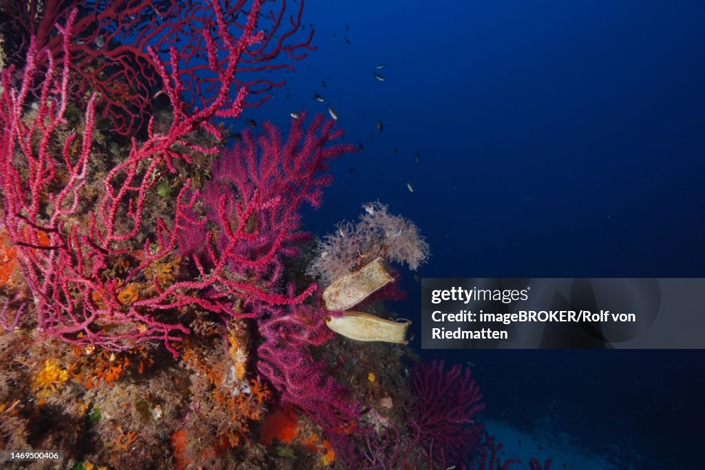 Violescent sea-whip (Paramuricea clavata) with 2 egg capsules of spotted catshark (Scyliorhinus stellaris) in the Mediterranean Sea near Hyeres. Dive site Giens Peninsula, Cote dAzur, France