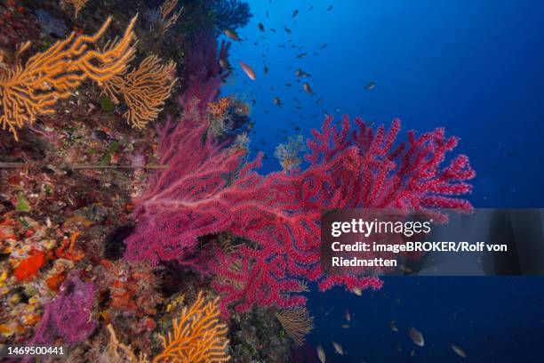 illustrazioni stock, clip art, cartoni animati e icone di tendenza di violescent sea-whip (paramuricea clavata) in the mediterranean sea near hyeres. dive site giens peninsula, cote dazur, france - var