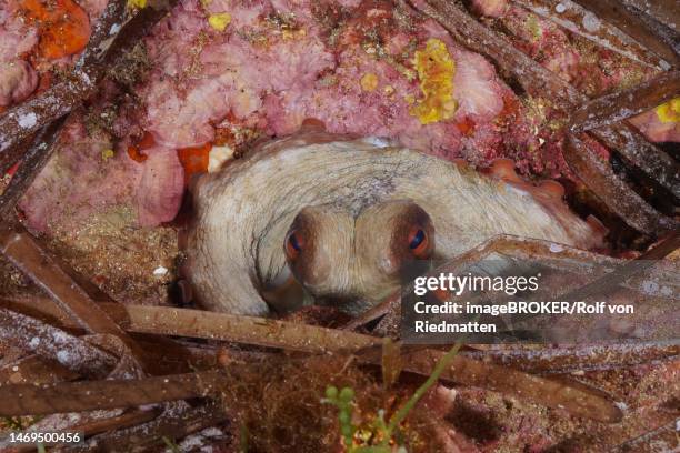 illustrazioni stock, clip art, cartoni animati e icone di tendenza di portrait of common octopus (octopus vulgaris) in its shelter. mediterranean sea near hyeres. dive site giens peninsula, cote dazur, france - var