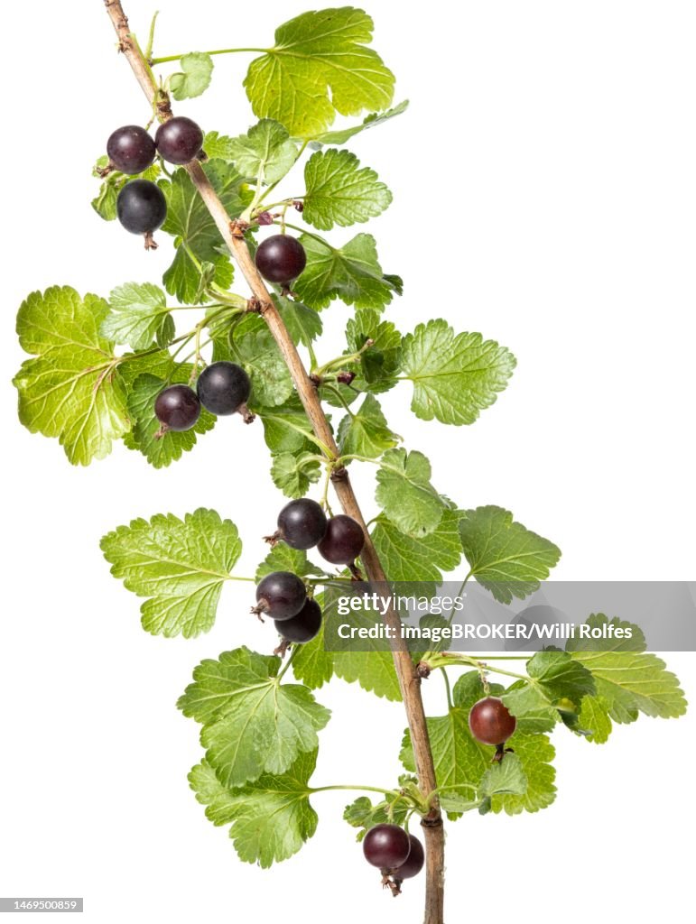 Jostaberry (Ribes x nidigrolaria), shrub, berry, Hoeltinghausen, Lower Saxony, Germany