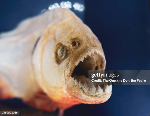 147 Razor Teeth Stock Photos, High-Res Pictures, and Images - Getty Images