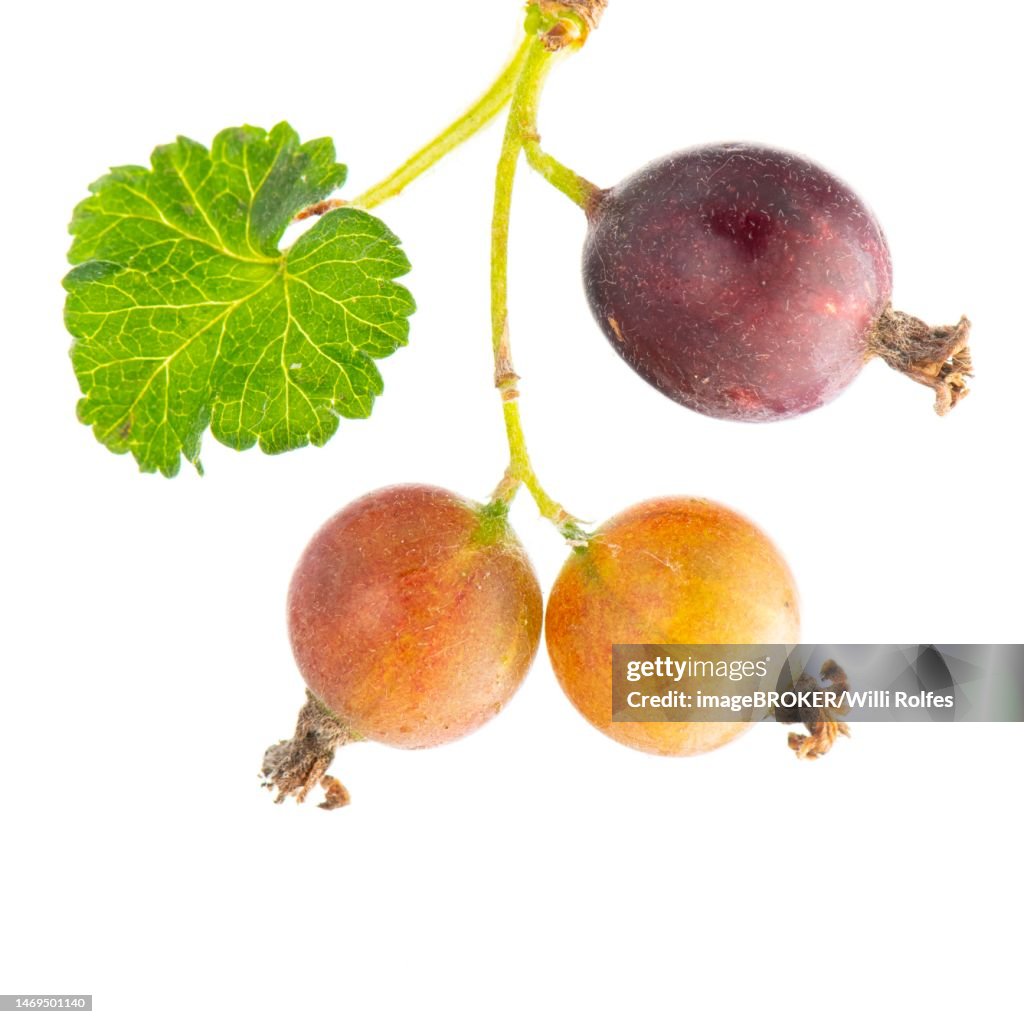 Jostaberry (Ribes x nidigrolaria), shrub, berry, Hoeltinghausen, Lower Saxony, Germany