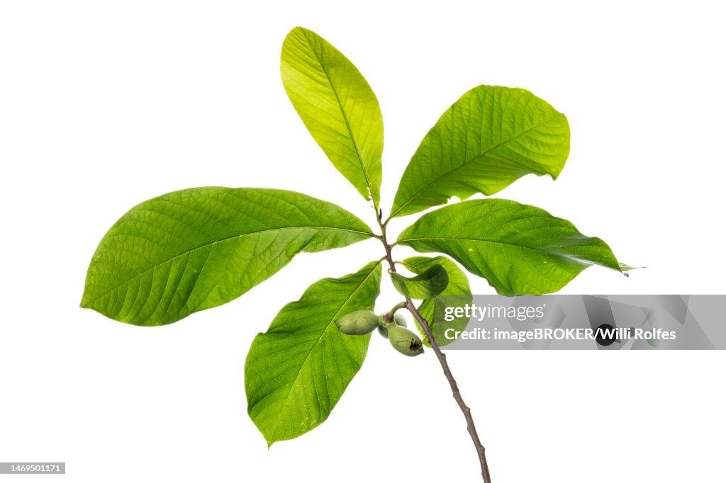 Paw-paw (Asimina triloba), Papau, Hoeltinghausen, Lower Saxony, Germany