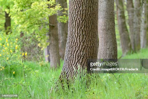 oak tree (quercus), trunk with prominent bark, tree bark, deciduous forest, north rhine-westphalia, germany - holzstamm stock-grafiken, -clipart, -cartoons und -symbole