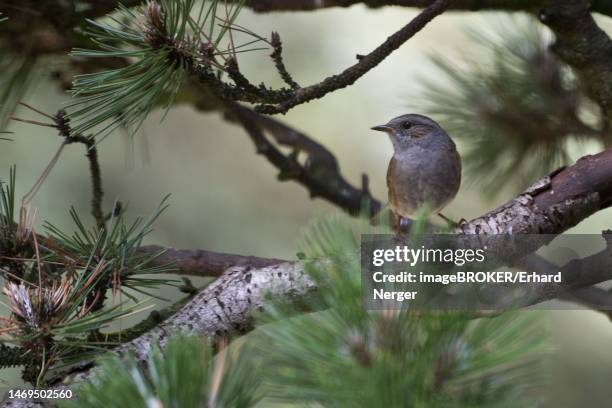 dunnock (prunella modularis), emsland, lower saxony, germany - prunellidae stock pictures, royalty-free photos & images
