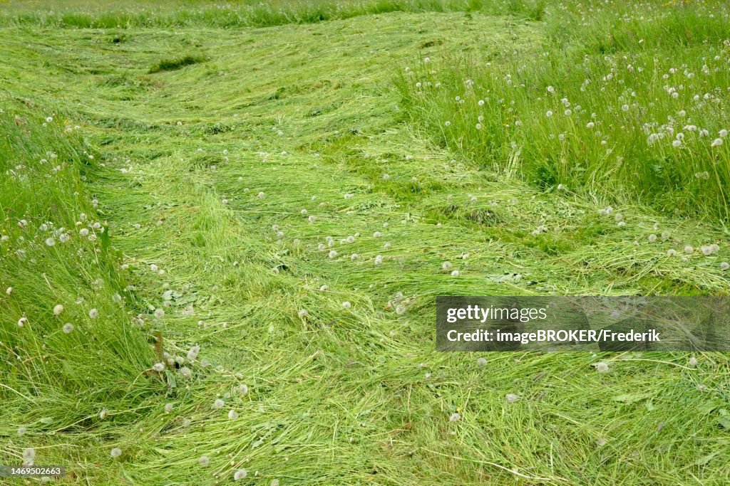Mountain meadow with the first mowing, hay meadow, Stillachtal near Oberstdorf, Allgaeu Alps, Allgaeu, Bavaria, Germany