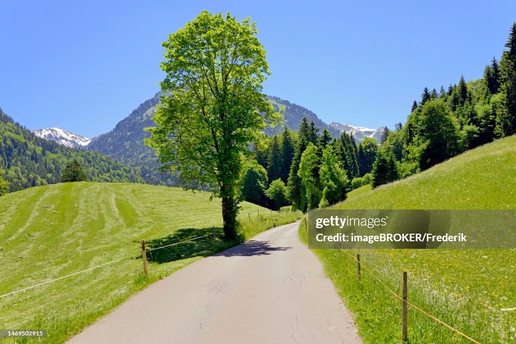 Narrow road leads into the Trettachtal valley near Oberstdorf, meadows with wildflowers and hay meadows, Allgaeu Alps, Allgaeu, Bavaria, Germany