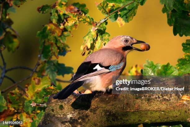 eurasian jay (garrulus glandarius) with ripe acorn between autumn oak (quercus) leaves allgaeu, bavaria, germany - jays stock-fotos und bilder