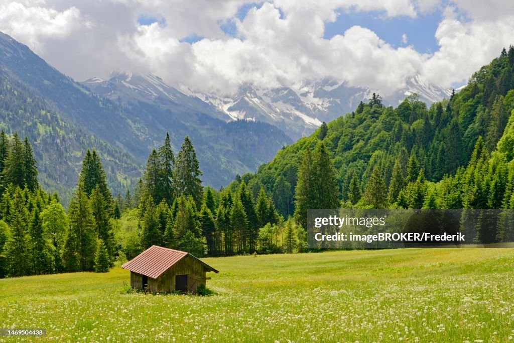 View over a blooming mountain meadow with a wooden rick and the mountains in the Stillachtal valley near Oberstdorf, Allgaeu Alps, Allgaeu, Bavaria, Germany