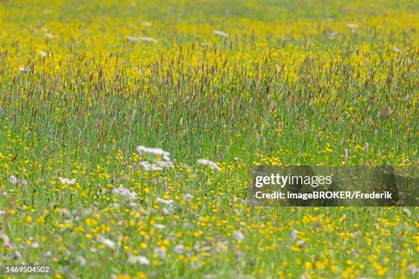 mountain meadow with wildflowers, buttercup (ranunculus) and sweet grass meadow foxtail (alopecurus pratensis), allgaeu alps, allgaeu, bavaria, germany - alopecurus stock pictures, royalty-free photos & images