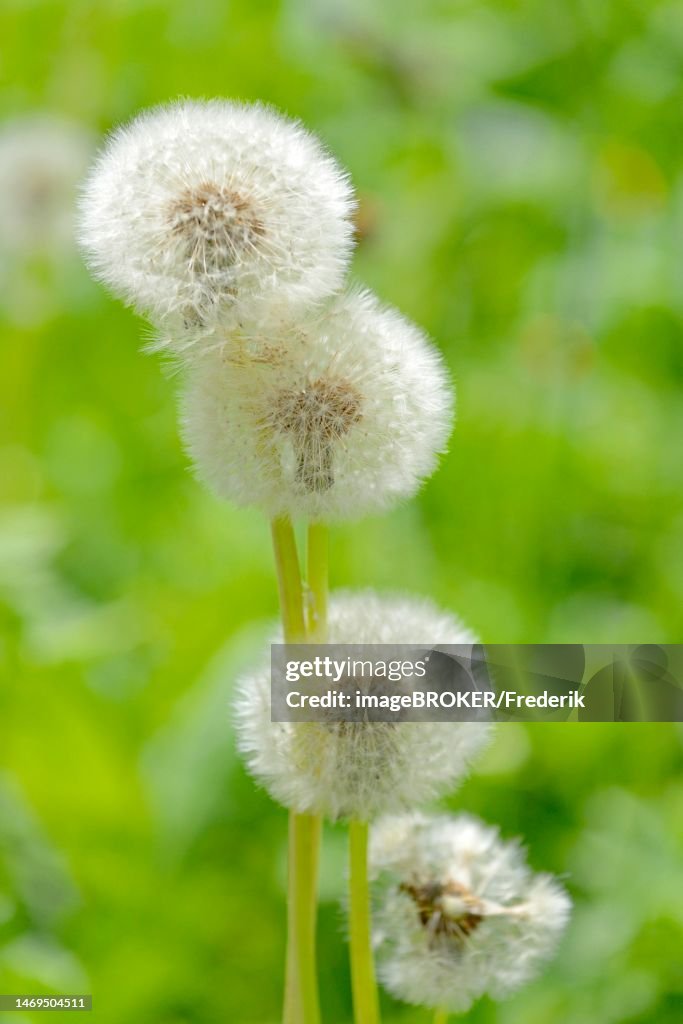 Common dandelion (Taraxacum sect. Ruderalia), fruit stalks, Oberstdorf, Allgaeu, Allgaeu Alps, Bavaria, Germany