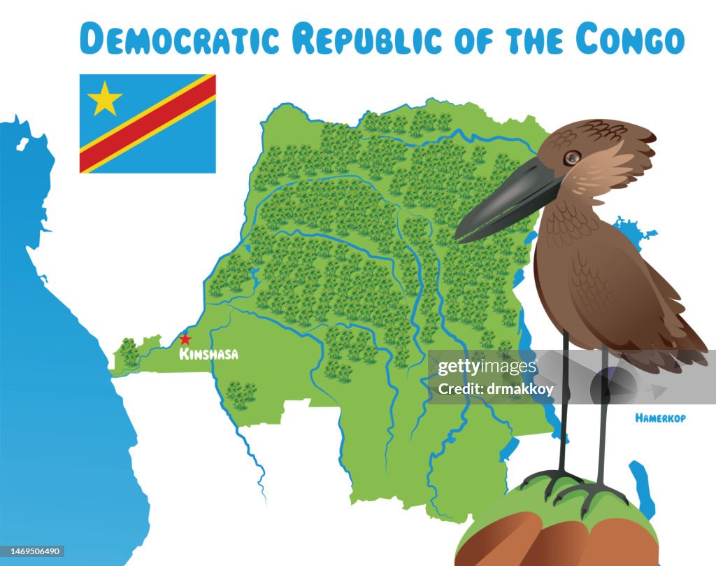 Democratic Republic of the Congo and Hamerkop