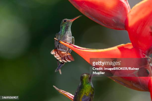 rufous-tailed hummingbird (amazilia tzacatl) on scarlet lobster-claw (heliconia bihai), sarapiqui area, costa rica - braunschwanzamazilie stock-fotos und bilder