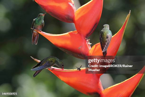 3 rufous-tailed hummingbird (amazilia tzacatl) on scarlet lobster-claw (heliconia bihai), sarapiqui area, costa rica - braunschwanzamazilie stock-fotos und bilder