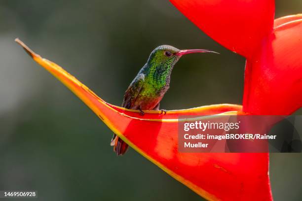 rufous-tailed hummingbird (amazilia tzacatl) with visible tongue on scarlet lobster-claw (heliconia bihai), sarapiqui area, costa rica - braunschwanzamazilie stock-fotos und bilder