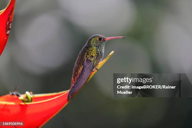 rufous-tailed hummingbird (amazilia tzacatl) on scarlet lobster-claw (heliconia bihai), sarapiqui area, costa rica - heliconia bihai stock pictures, royalty-free photos & images