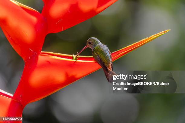 rufous-tailed hummingbird (amazilia tzacatl) drinking nectar on scarlet lobster-claw (heliconia bihai), sarapiqui area, costa rica - heliconia bihai stock pictures, royalty-free photos & images