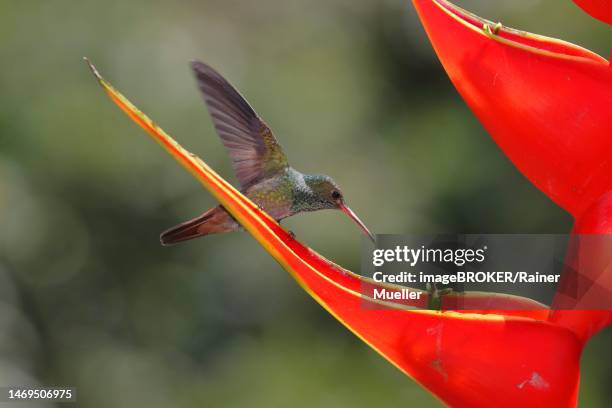rufous-tailed hummingbird (amazilia tzacatl) on scarlet lobster-claw (heliconia bihai), sarapiqui area, costa rica - heliconia bihai stock pictures, royalty-free photos & images