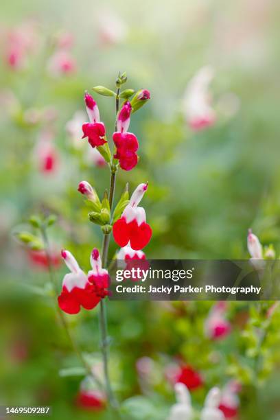 summer flowering, red and white flowers of salvia microphylla 'hot lips' salvia × jamensis 'hot lips' - red salvia stock pictures, royalty-free photos & images