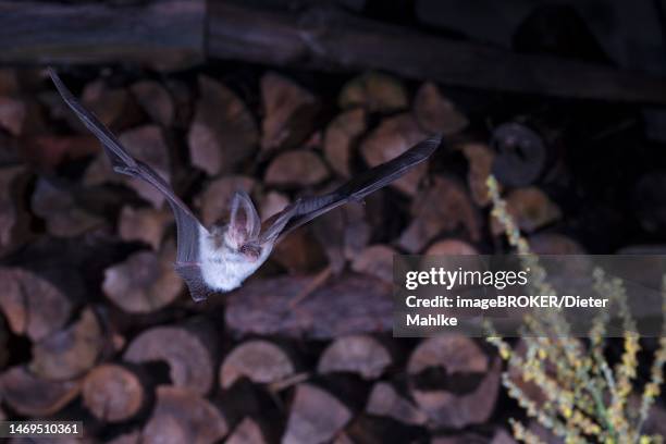 Microbats Photos and Premium High Res Pictures - Getty Images
