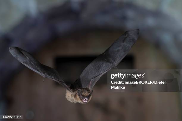 Microbat Photos and Premium High Res Pictures - Getty Images