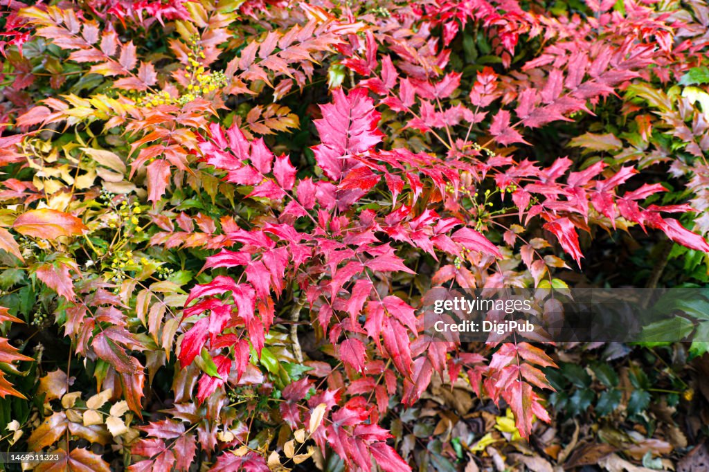 Japanese mahonia, Oregon grape-holly (Mahonia japonica)