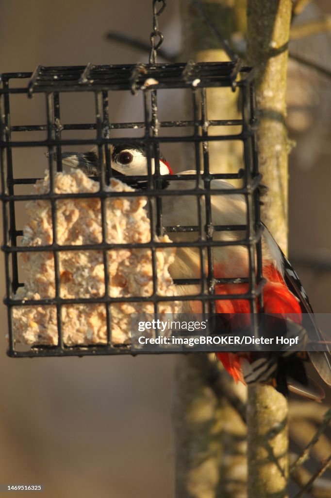 Great spotted woodpecker (Dendrocopos major) at the feeder at winter feeding, Allgaeu, Bavaria, Germany