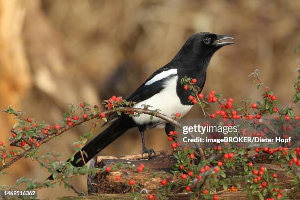 european magpie (pica pica) calling, on berries of firethorn (pyracantha) allgaeu, bavaria, germany - european magpie stock illustrations
