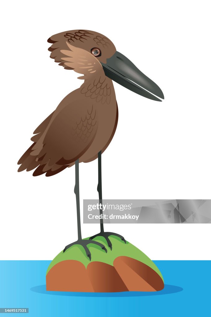 Hamerkop, Scopus umbretta