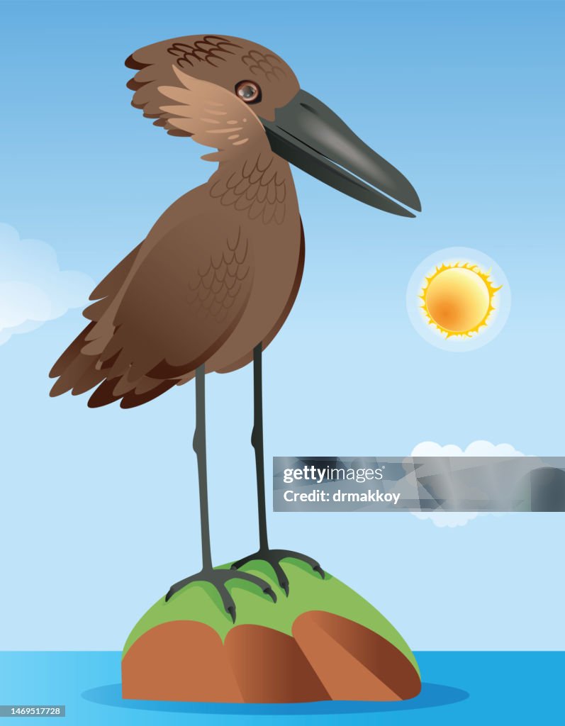 Hamerkop, Scopus Umbretta