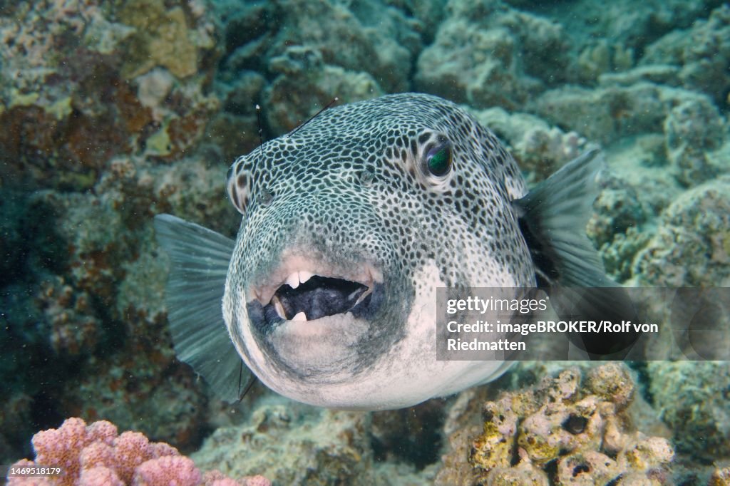 Portrait of star puffer (Arothron stellatus), Dive Site House Reef Mangrove Bay, El Quesir, Egypt, Red Sea