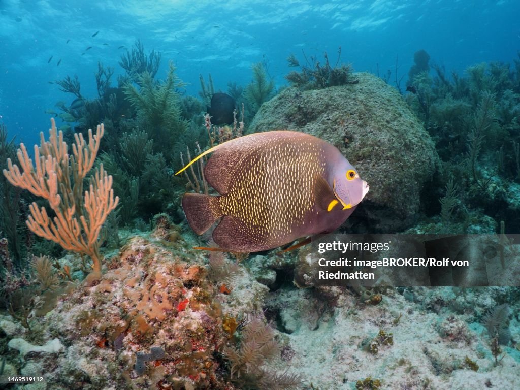 French angelfish (Pomacanthus paru) in typical Caribbean reef landscape, dive site John Pennekamp Coral Reef State Park, Key Largo, Florida Keys, Florida, USA