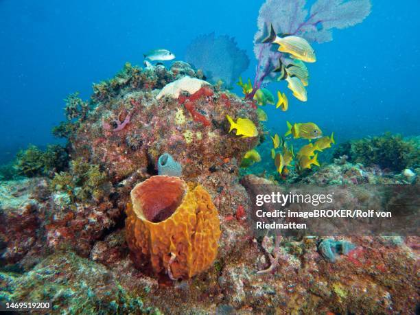 giant barrel sponge (xestospongia muta) in typical caribbean reef landscape. dive site john pennekamp coral reef state park, key largo, florida keys, florida, usa - reef stock illustrations