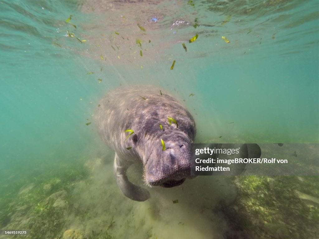 West indian manatee (Trichechus manatus) grazing in Crystal River, Florida, USA