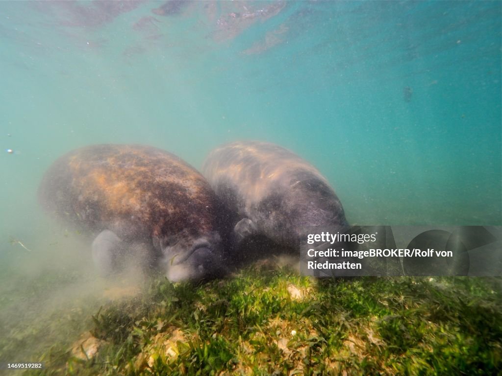 2 specimens of west indian manatee (Trichechus manatus) grazing in the Crystal River, Florida, USA