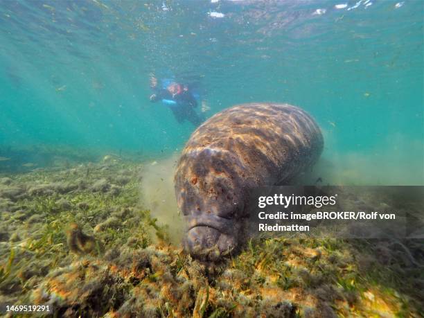 west indian manatee (trichechus manatus) grazing in crystal river, florida, usa - crystal river florida stock illustrations