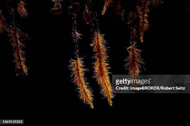 small larch (larix) branches with autumnal yellow needles against a black background, martell valley, merano, vinschgau, south tyrol, italy - martell valley italy stock pictures, royalty-free photos & images
