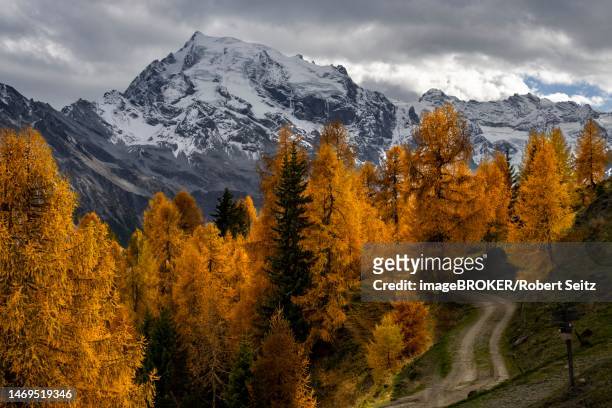 autumn larch (larix) forest in mountain landscape, martell valley, merano, vinschgau, south tyrol, italy - martell valley italy stock pictures, royalty-free photos & images
