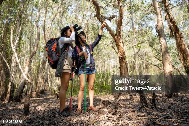 females using a binocular watch bird while walking in the forest - bird watching stock pictures, royalty-free photos & images