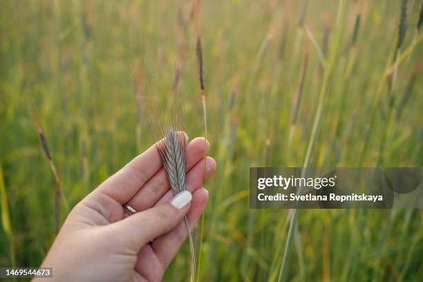 woman's hand touches fresh ears of wheat in the evening at sunset - veteax bildbanksfoton och bilder