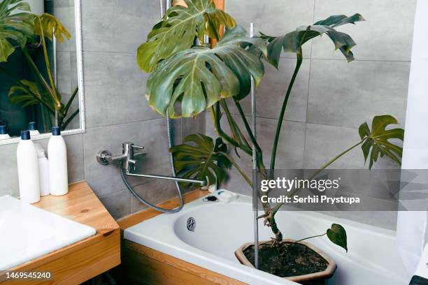 house plant washing - bathroom pot plant stock-fotos und bilder